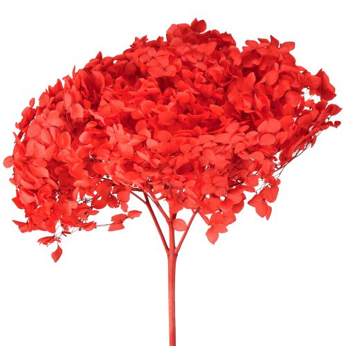 Ortensia decorativa fiore essiccato conservato rosso Ø20cm 1 pz