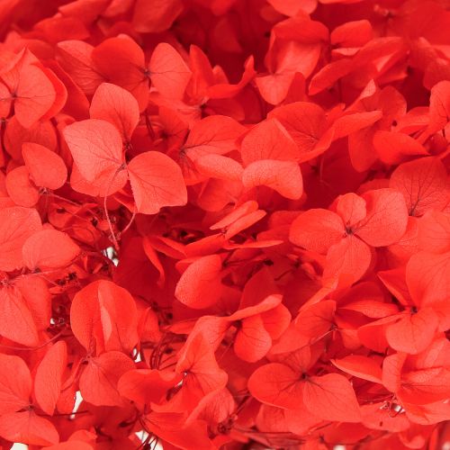 Prodotto Ortensia decorativa fiore essiccato conservato rosso Ø20cm 1 pz