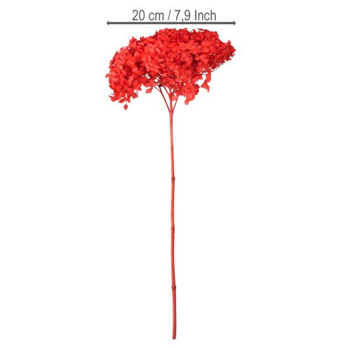 Prodotto Ortensia decorativa fiore essiccato conservato rosso Ø20cm 1 pz