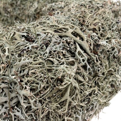 Floristik24 Ghirlanda decorativa, ghirlanda di muschio grigio Ø38cm 1p