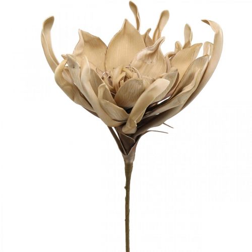 Floristik24 Deco fiore di loto fiore di loto artificiale fiore artificiale beige L68cm