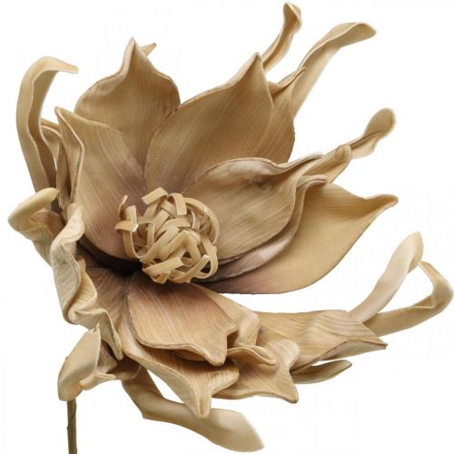 Floristik24 Deco fiore di loto fiore di loto artificiale fiore artificiale beige L68cm