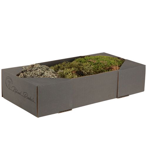 Prodotto Muschio decorativo – vero muschio e licheni per composizioni 250g