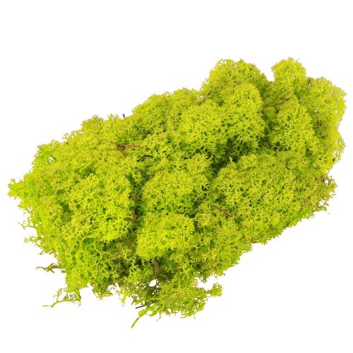 Floristik24 Deco muschio muschio di renna verde chiaro conservato 400 g