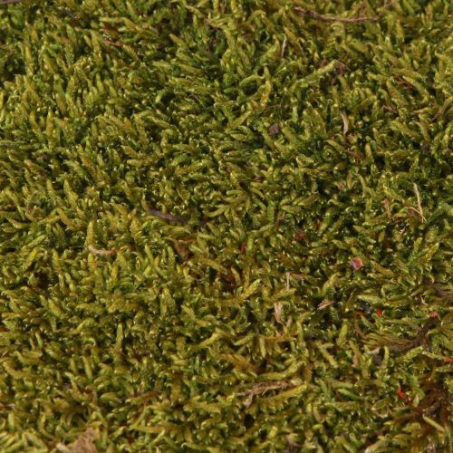 Prodotto Muschio decorativo per lavori artigianali muschio naturale verde chiaro conservato 150g
