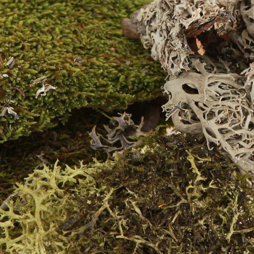 Prodotto Muschio decorativo per artigianato mix verde, muschio naturale verde chiaro 75g