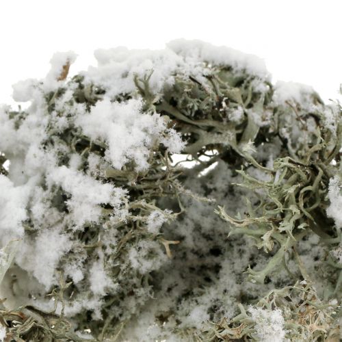 Prodotto Decorativo grigio muschio coperto di neve 500g