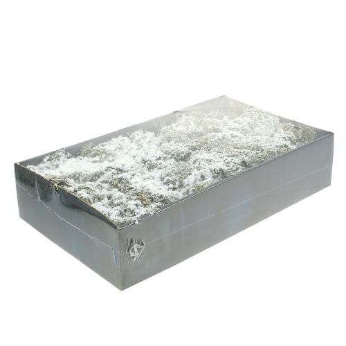 Floristik24 Decorativo grigio muschio coperto di neve 500g