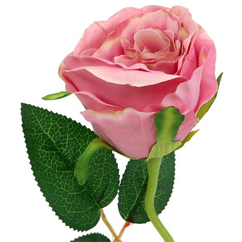 Floristik24 Rosa deco Ø6cm rosa antica L50cm 1pz