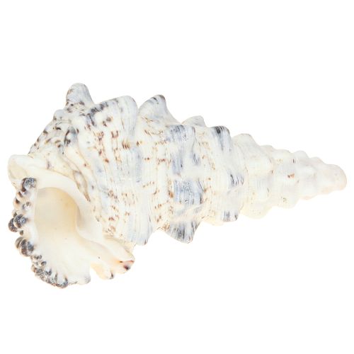 Prodotto Gusci di lumaca decorativi bianchi e neri, decorazione naturale in conchiglia 1 kg