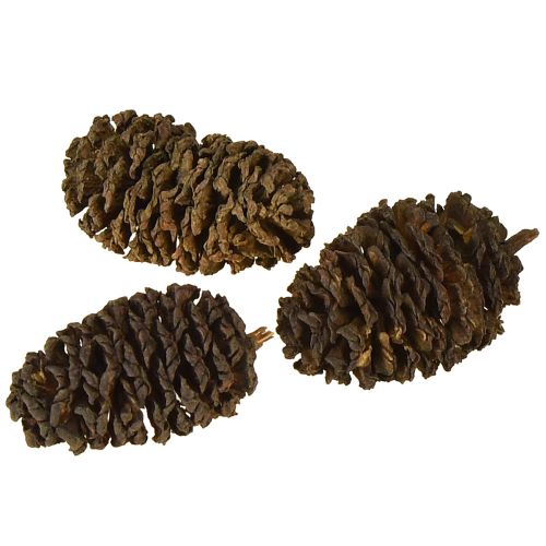 Prodotto Pigne decorative di ontano naturali per decorare 3-4 cm 200 g