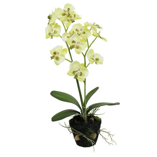 Floristik24 Mini orchidea verde chiaro con globo 30cm