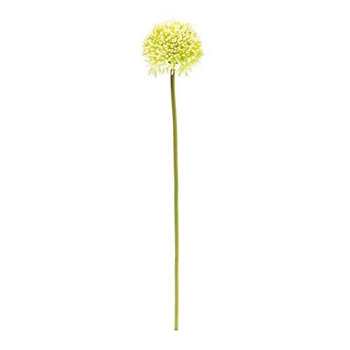 Floristik24 Deco allium crema Ø6,5 cm L39 cm
