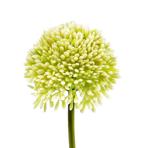 Floristik24 Deco allium crema Ø6,5 cm L39 cm