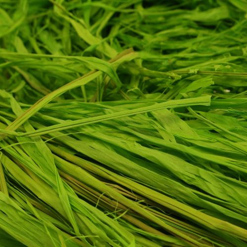 Prodotto Rafia decorativa per realizzare rafia naturale rafia verde mela 200 g