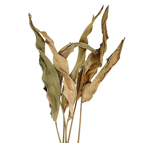 Floristik24 Foglie decorative natura 120 cm 20 pz