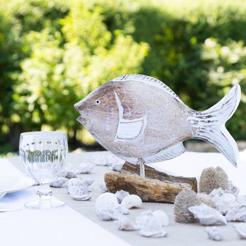 Floristik24 Supporto decorativo in legno per pesci su radice decorazione marittima 27 cm