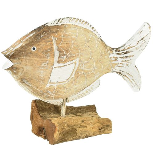 Floristik24 Supporto decorativo in legno per pesci su radice decorazione marittima 27 cm