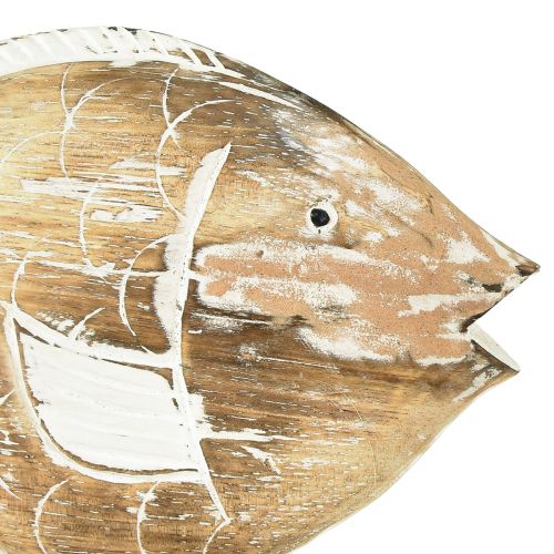 Floristik24 Supporto decorativo in legno per pesci su radice decorazione marittima 27 cm