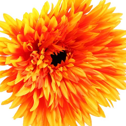 Prodotto Deco Gerbera Orange Ø15cm L88cm