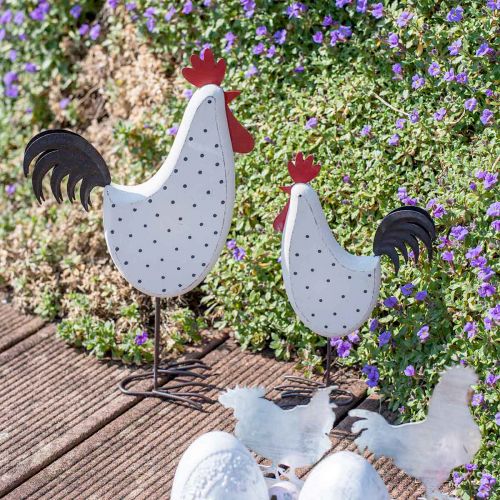 Floristik24 Figura decorativa bianca punteggiata di legno di gallo Pasqua H21cm 2pz