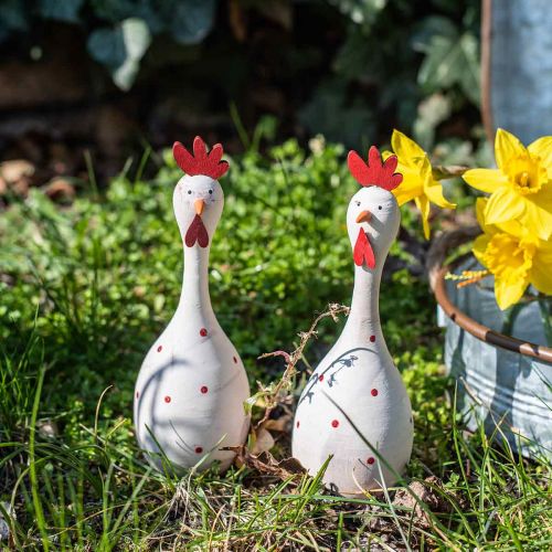 Floristik24 Pollo decorativo in legno bianco con pois Figura di Pasqua Ø7cm H20cm