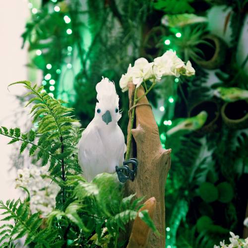Floristik24 Cacatua decorativo con piume bianche L30cm