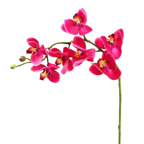 Floristik24 Orchidea artificiale fucsia 77cm