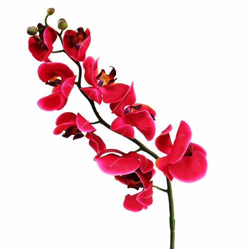 Floristik24 Orchidea decorativa fucsia 77cm