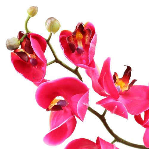 Floristik24 Orchidea decorativa fucsia 77cm