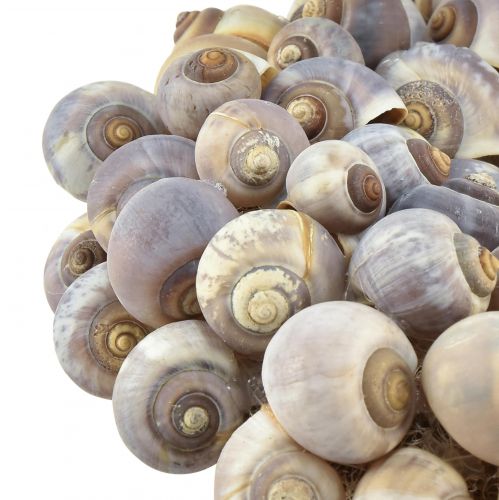 Floristik24 Ghirlanda decorativa di lumache marittime per appendere lumache di mare Ø25 cm