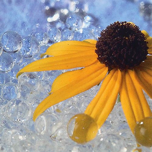 Floristik24 Gel decorativo Aqualinos 15g trasparente