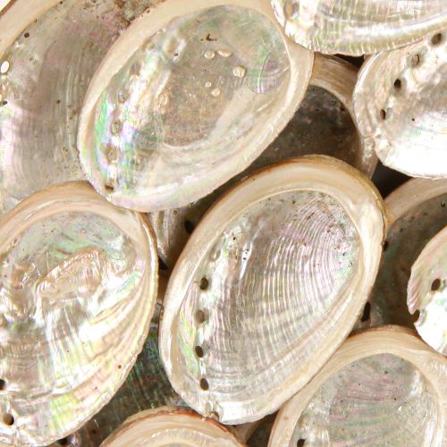Prodotto Ghirlanda decorativa in legno abalone lumache bianco naturale H30cm