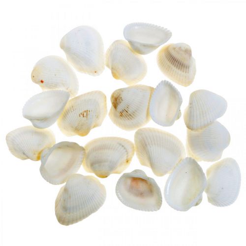 Floristik24 Deco Shell Bianco Vere conchiglie in una rete di rafia deco marittimo 400g