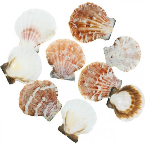 Floristik24 Conchiglia decorativa bianca, rossa Conchiglie vere in decorazione da tavola in rete di rafia 400g