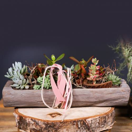 Floristik24 Ciotola decorativa in legno di paulonia 37 cm x 14 cm altezza 7 cm