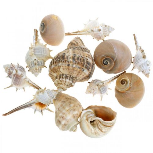 Conchiglie decorative e gusci di lumache vuoti bianchi,  naturali decorativi marittimi 350g-837874-2