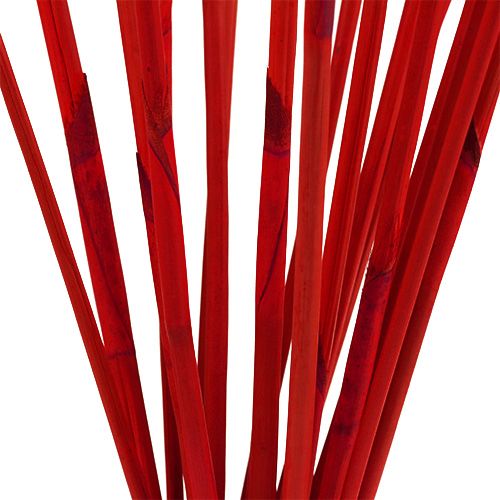 Floristik24 Bastoncini decorativi, Canna di elefante Rosso 20 pz