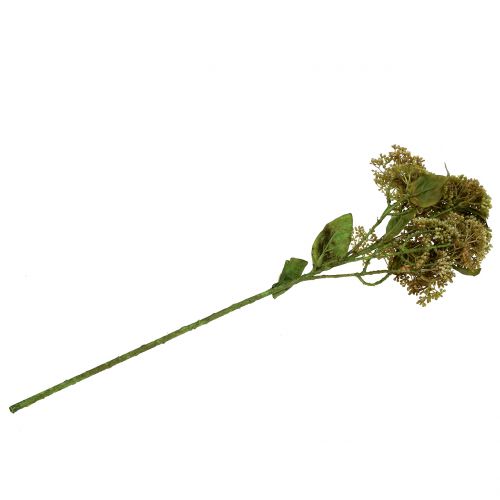 Floristik24 Deco branch Fetthenne Green 58cm