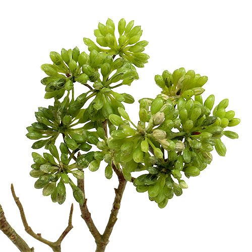 Floristik24 Ramo decorativo verde 80 cm