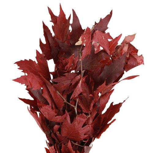 Floristik24 Rami decorativi foglie d'acero foglie d'acero decorative rosse 50-60 cm 100 g