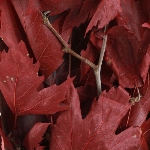 Floristik24 Rami decorativi foglie d'acero foglie d'acero decorative rosse 50-60 cm 100 g