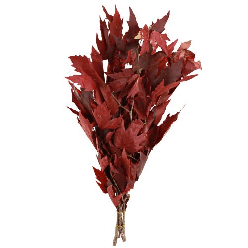 Floristik24 Rami decorativi foglie d'acero foglie d'acero decorative rosse 50-60 cm 100 g