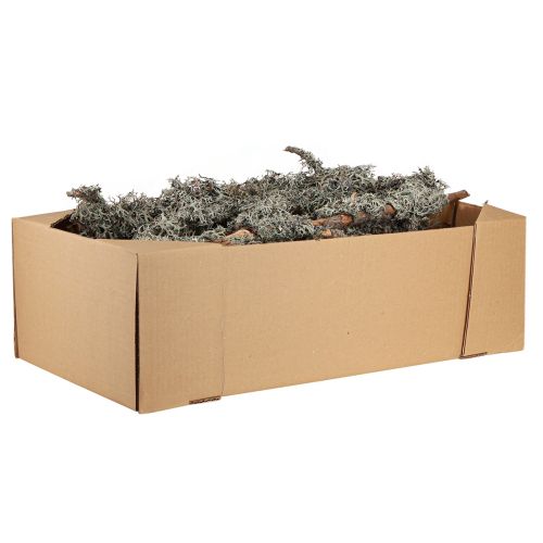 Prodotto Rami decorativi rami decorativi di muschio grigio rami di lichene 30-60 cm 1 kg
