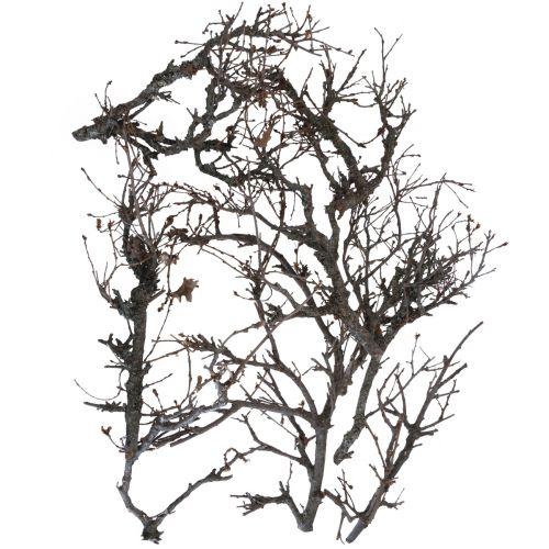 Prodotto Rami decorativi rami decorativi in legno bonsai 15-30cm 650g