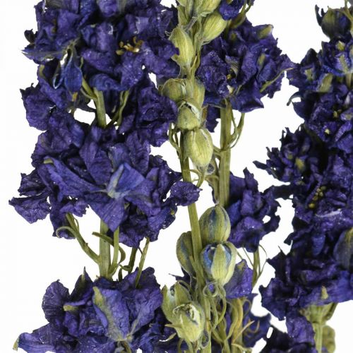 Prodotto Delphinium essiccato, floristica secca, blu delphinium L64cm 25g