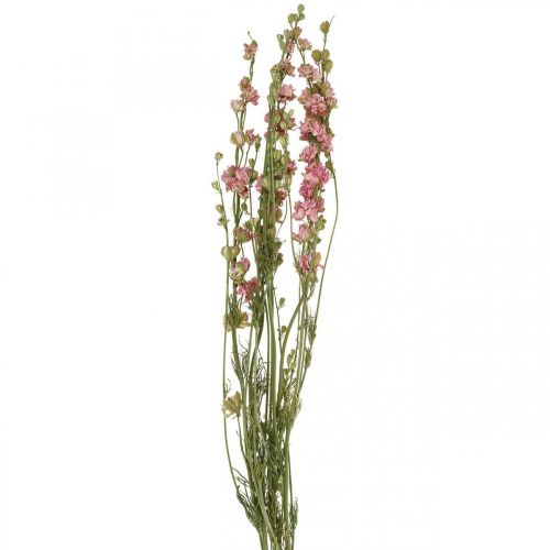 Floristik24 Delphinium di fiori secchi, Delphinium rosa, floristica secca L64cm 25g