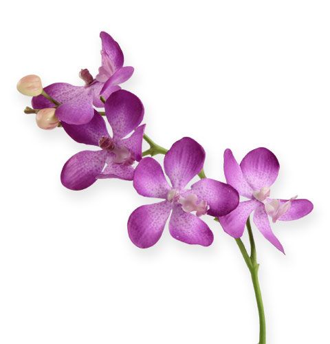Floristik24 Orchidea lilla 38cm