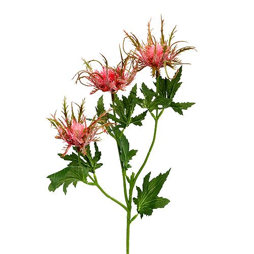 Floristik24 Ramo di cardo rosa, verde L67cm 4 pezzi