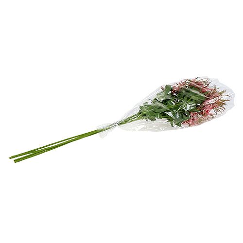 Floristik24 Ramo di cardo rosa, verde L67cm 4 pezzi